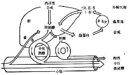 linchuangyingyangxue146.jpg