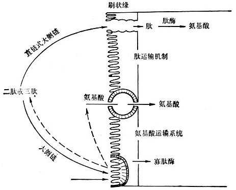 linchuangyingyangxue136.jpg