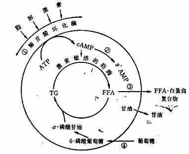 linchuangyingyangxue121.jpg