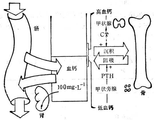 linchuangyingyangxue090.jpg