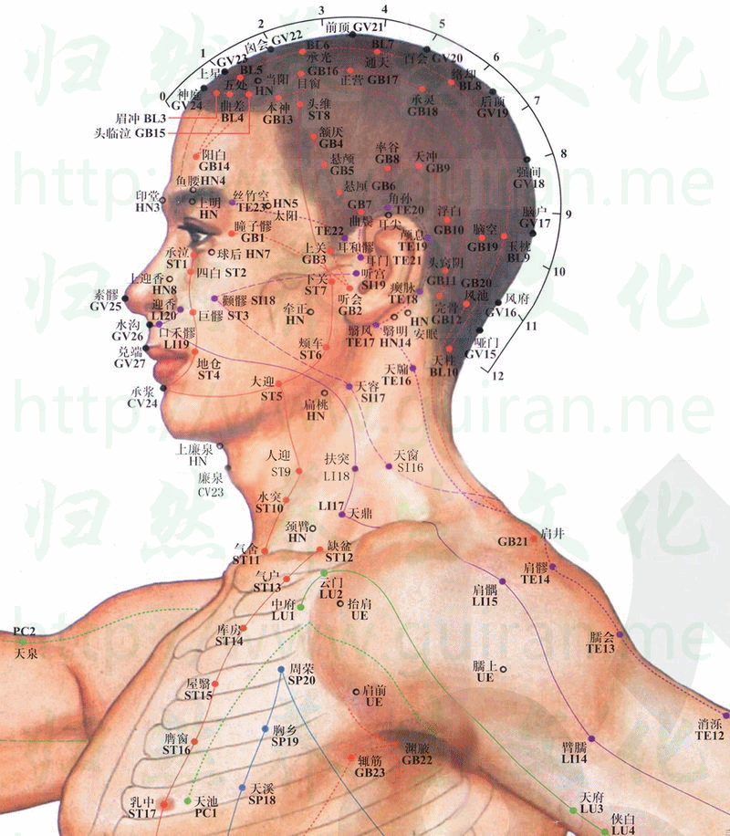 肩髃-体表图